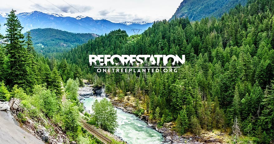 Reforestation